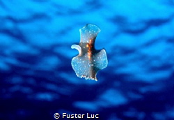 Flatworm swimming in the blue like a ghost dancer by Fuster Luc 